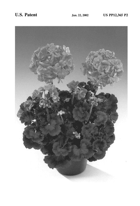 Figure 3 of US plant patent PP12365, the photograph of Fisrocky Orange printed in the patent.
