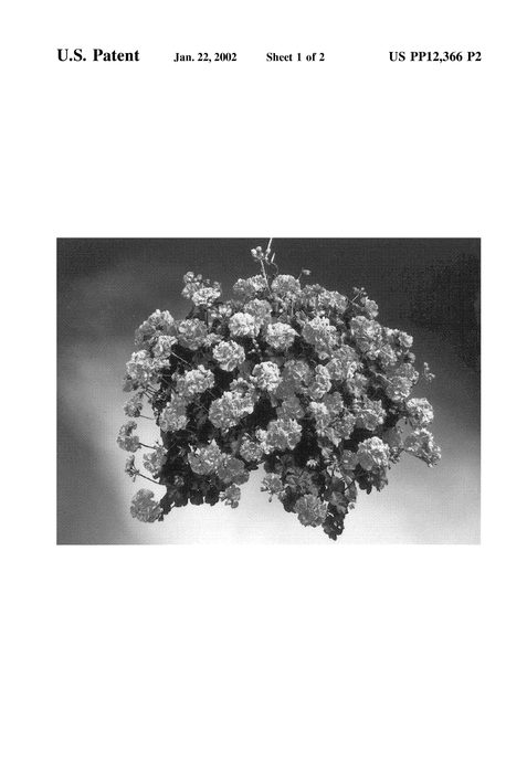Figure 3 of US plant patent PP12366, the photograph of Fisbella printed in the patent.