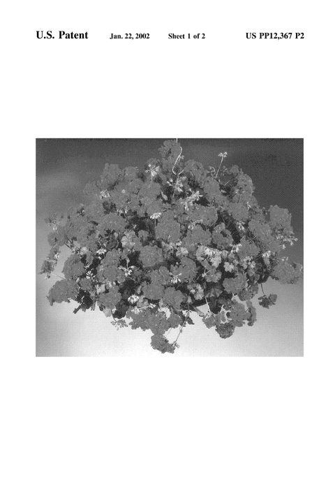 Figure 3 of US plant patent PP12367, the photograph of Fisbarock printed in the patent.