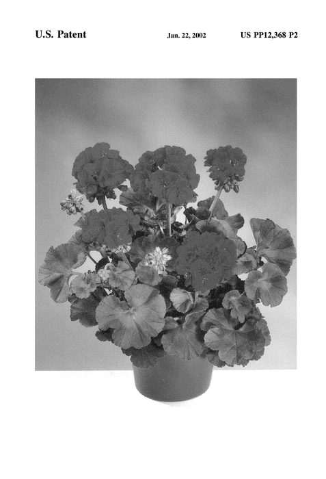 Figure 3 of US plant patent PP12368, the photograph of Fispurple printed in the patent.