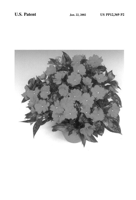Figure 3 of US plant patent PP12369, the photograph of Tamar Purple printed in the patent.