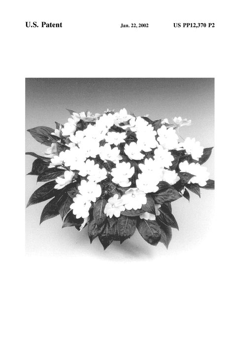 Figure 3 of US plant patent PP12370, the photograph of Tamar White printed in the patent.
