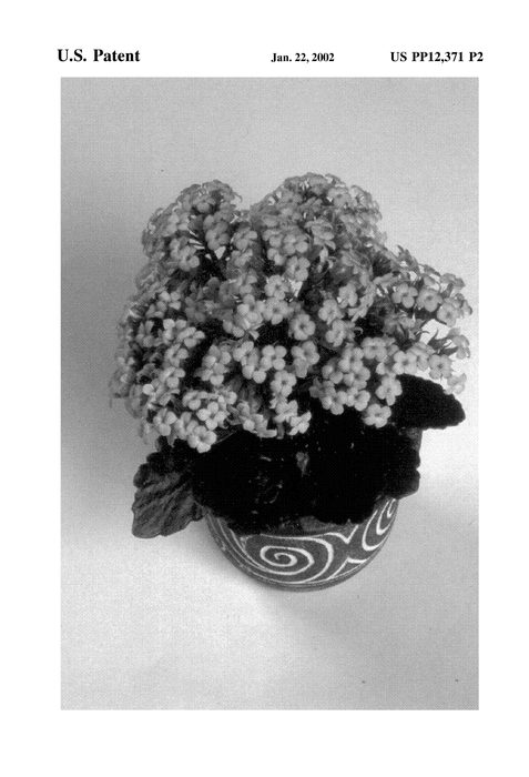 Figure 3 of US plant patent PP12371, the photograph of Forever Midi Sunset Pink printed in the patent.