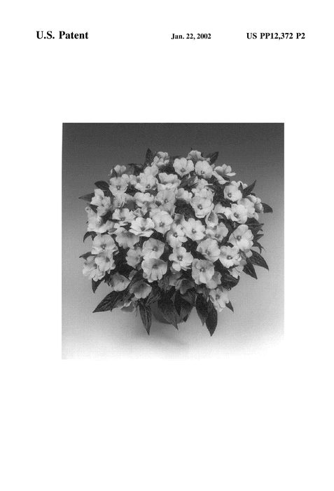 Figure 3 of US plant patent PP12372, the photograph of Tamar True Pink printed in the patent.