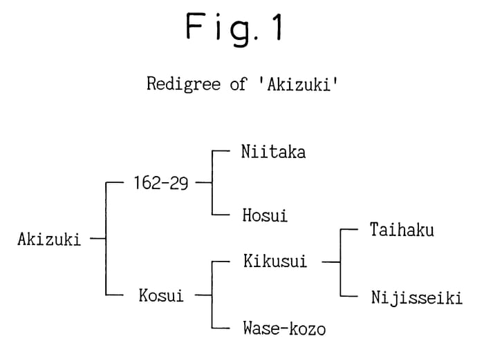 Figure 1 of US plant patent PP12373, the photograph of Akizuki printed in the patent.