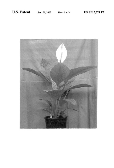 Figure 3 of US plant patent PP12374, the photograph of Jumbo printed in the patent.