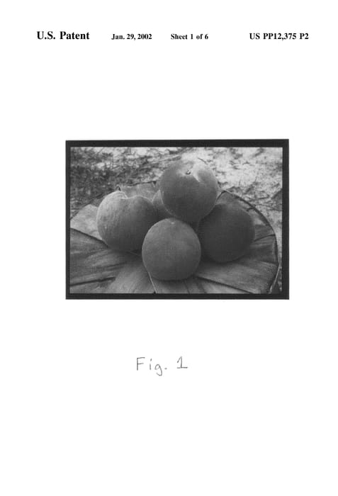 Figure 4 of US plant patent PP12375, the photograph of 92-287 printed in the patent.