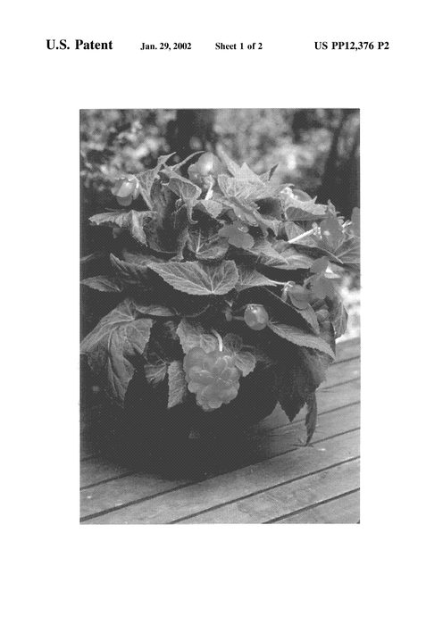 Figure 3 of US plant patent PP12376, the photograph of 77VR Rose Red printed in the patent.