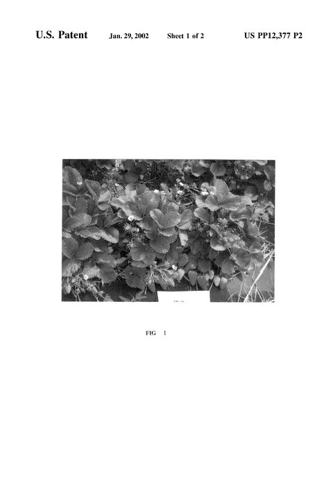 Figure 4 of US plant patent PP12377, the photograph of Gem Star printed in the patent.