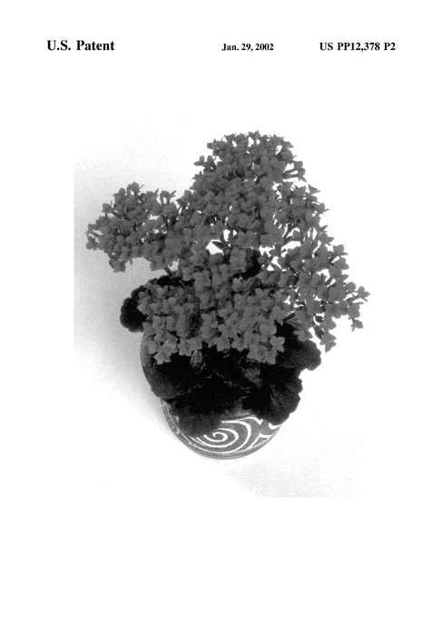 Figure 3 of US plant patent PP12378, the photograph of Forever Midi Flame printed in the patent.
