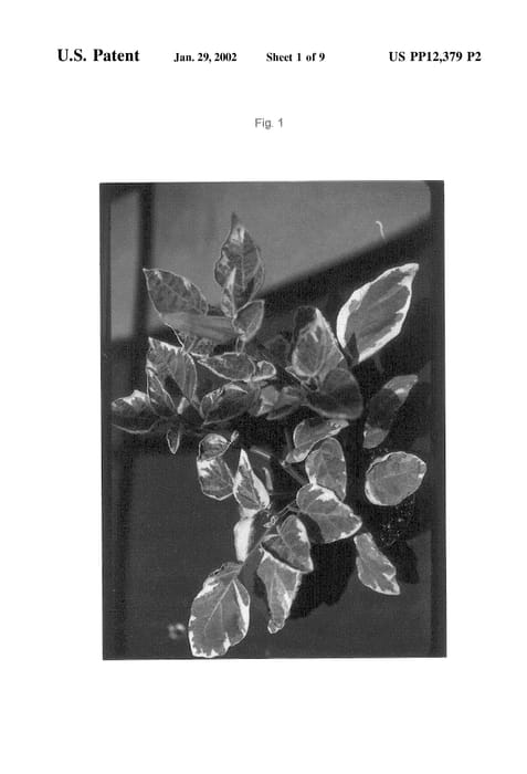 Figure 3 of US plant patent PP12379, the photograph of Reverend Schusler printed in the patent.