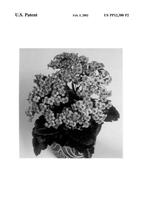 Figure 3 of US plant patent PP12380, the photograph of Forever Midi Pink Starlet printed in the patent.