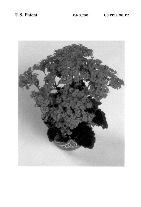 Figure 3 of US plant patent PP12381, the photograph of Forever Midi Salmon Pink printed in the patent.