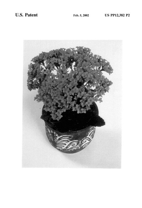Figure 3 of US plant patent PP12382, the photograph of Forever Maxi Antique Pink printed in the patent.