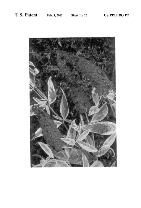 Figure 3 of US plant patent PP12383, the photograph of Santana printed in the patent.