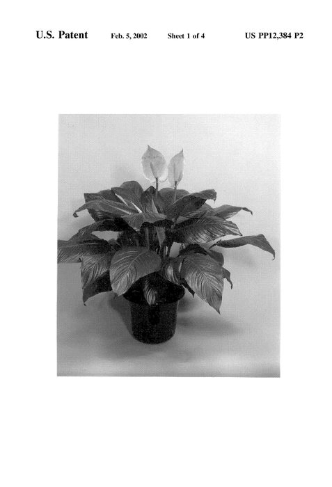 Figure 4 of US plant patent PP12384, the photograph of Grand Dad printed in the patent.