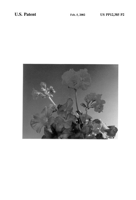 Figure 3 of US plant patent PP12385, the photograph of Fischerry printed in the patent.