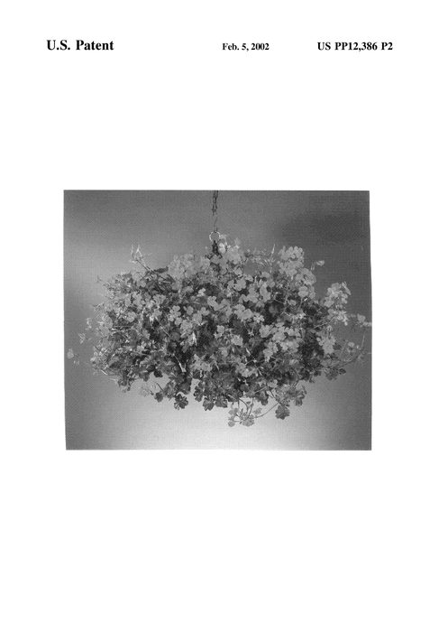 Figure 3 of US plant patent PP12386, the photograph of Fisblizrose printed in the patent.