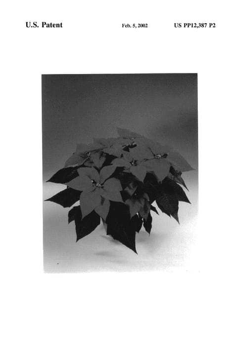 Figure 4 of US plant patent PP12387, the photograph of Fisnova printed in the patent.