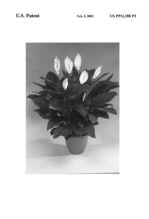 Figure 3 of US plant patent PP12388, the photograph of Spalifa printed in the patent.