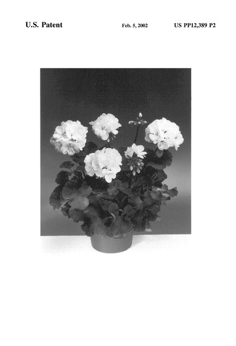 Figure 3 of US plant patent PP12389, the photograph of Fisrowi printed in the patent.