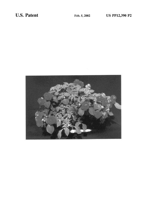 Figure 4 of US plant patent PP12390, the photograph of TiCher printed in the patent.