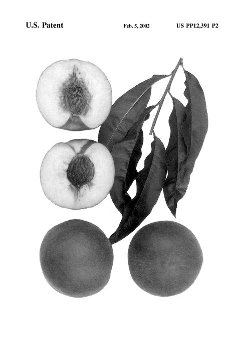 Figure 4 of US plant patent PP12391, the photograph of Sierra Rich printed in the patent.