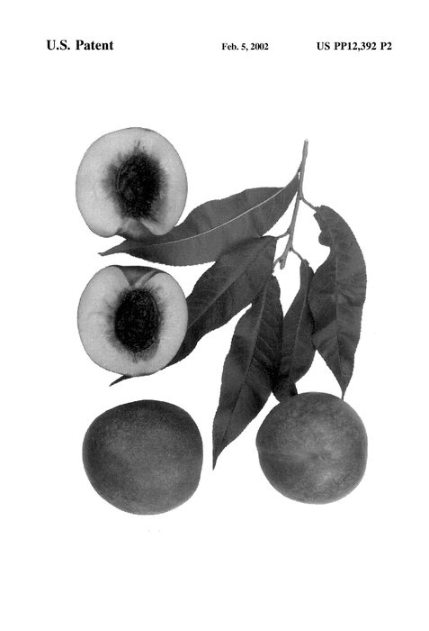 Figure 4 of US plant patent PP12392, the photograph of Autumn Blaze printed in the patent.