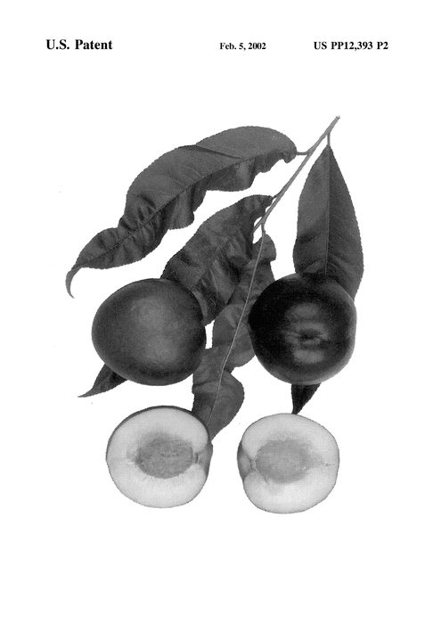 Figure 4 of US plant patent PP12393, the photograph of Honey Haven printed in the patent.