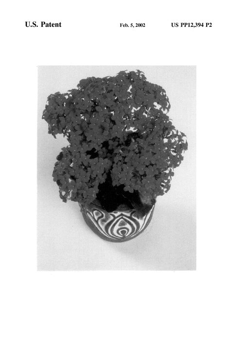 Figure 3 of US plant patent PP12394, the photograph of Forever Maxi Red printed in the patent.