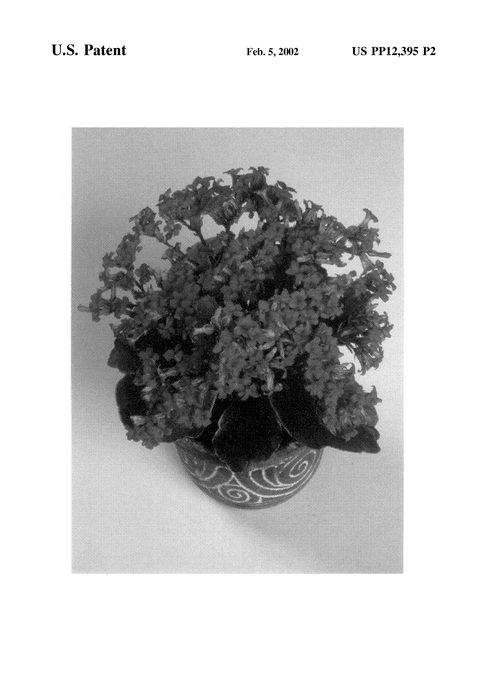 Figure 3 of US plant patent PP12395, the photograph of Forever Midi Frosty Red printed in the patent.