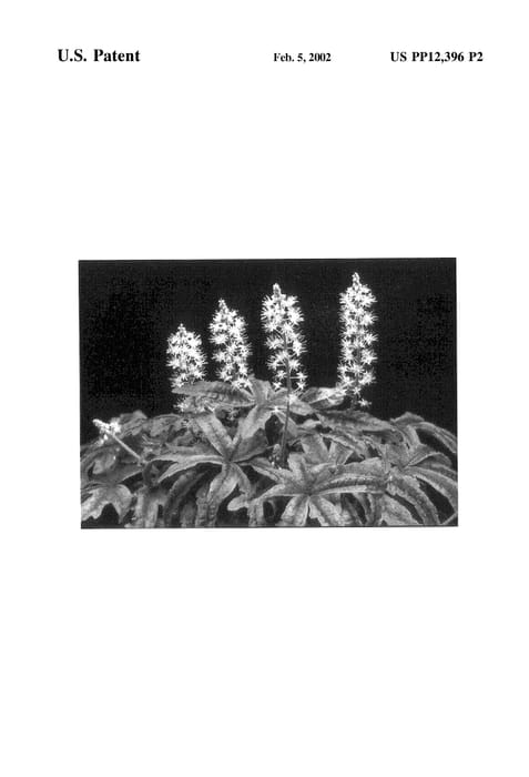 Figure 3 of US plant patent PP12396, the photograph of Iron Butterfly printed in the patent.