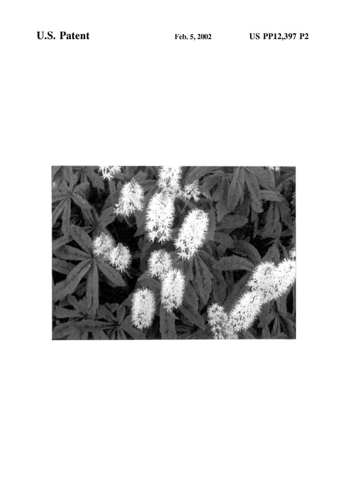 Figure 3 of US plant patent PP12397, the photograph of Spring Symphony printed in the patent.