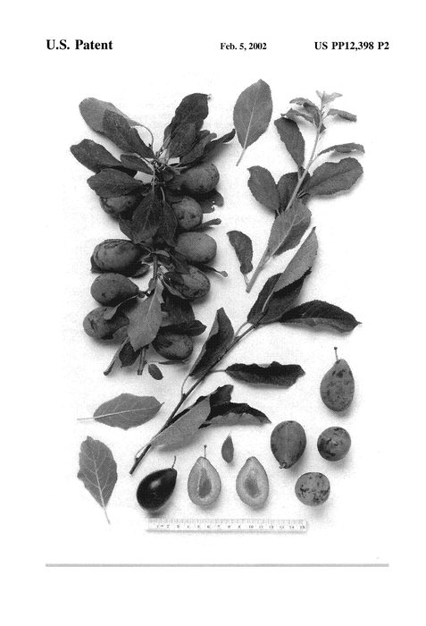 Figure 6 of US plant patent PP12398, the photograph of Sutter printed in the patent.