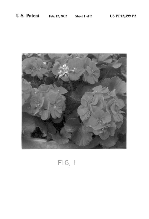 Figure 3 of US plant patent PP12399, the photograph of Amri Cherry Rose printed in the patent.