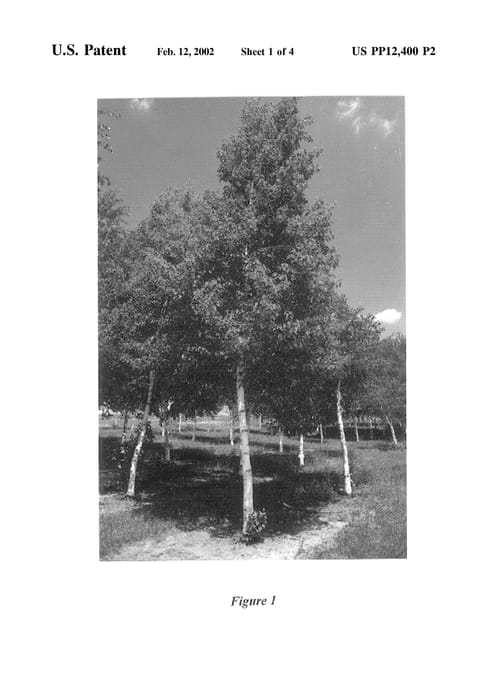 Figure 3 of US plant patent PP12400, the photograph of Cenci printed in the patent.
