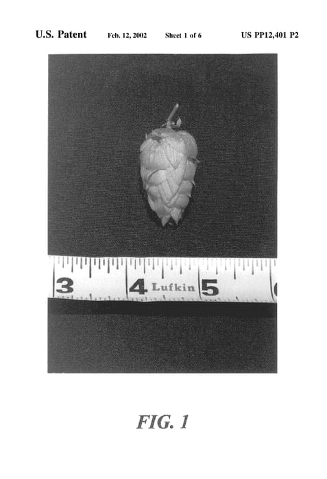 Figure 4 of US plant patent PP12401, the photograph of YCR Accession No. 7 printed in the patent.