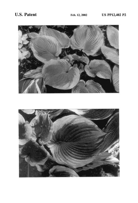 Figure 3 of US plant patent PP12402, the photograph of Titanic printed in the patent.