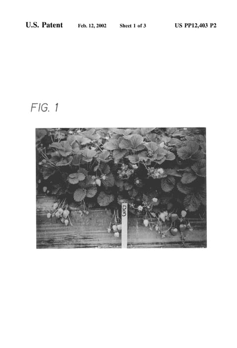 Figure 4 of US plant patent PP12403, the photograph of Cal Giant 3 printed in the patent.