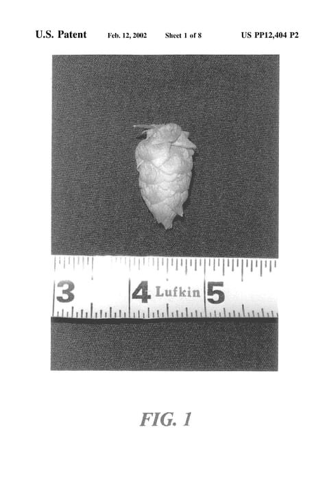 Figure 3 of US plant patent PP12404, the photograph of YCR Accession No. 5 printed in the patent.