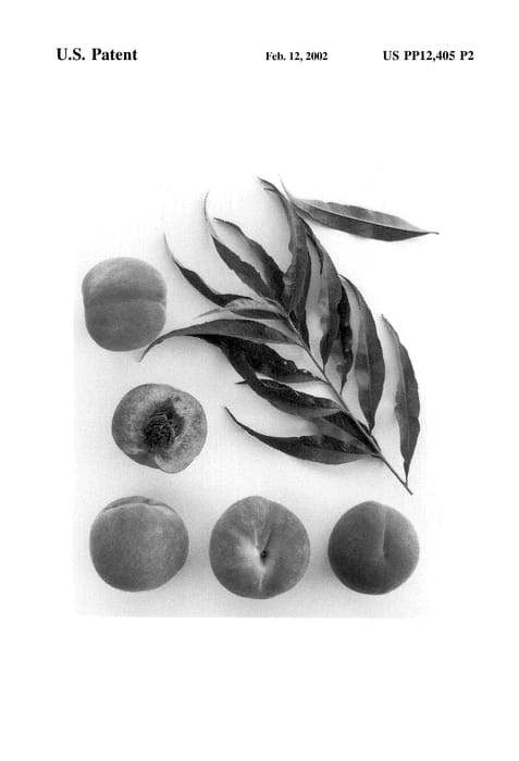 Figure 5 of US plant patent PP12405, the photograph of Burpeachfour printed in the patent.