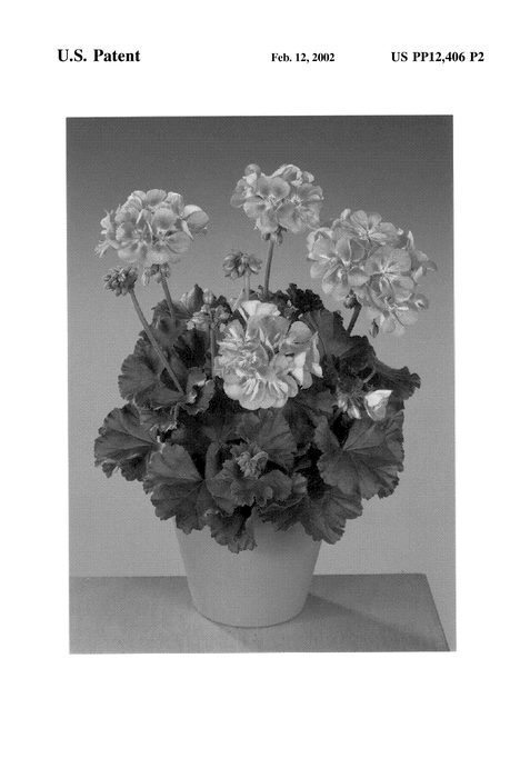 Figure 3 of US plant patent PP12406, the photograph of Fisgopi printed in the patent.