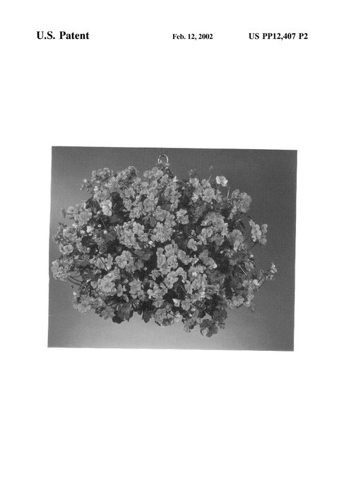 Figure 3 of US plant patent PP12407, the photograph of Fisrocco printed in the patent.