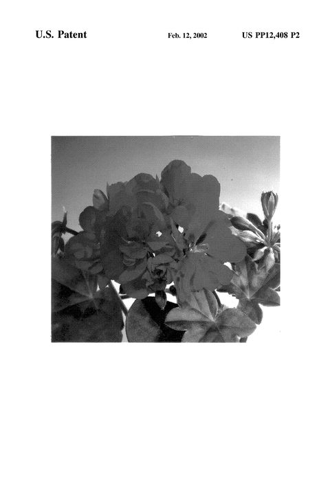 Figure 3 of US plant patent PP12408, the photograph of Fisbeach printed in the patent.
