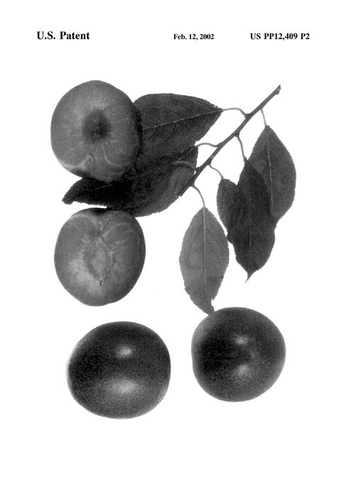 Figure 4 of US plant patent PP12409, the photograph of Dapple Fire printed in the patent.