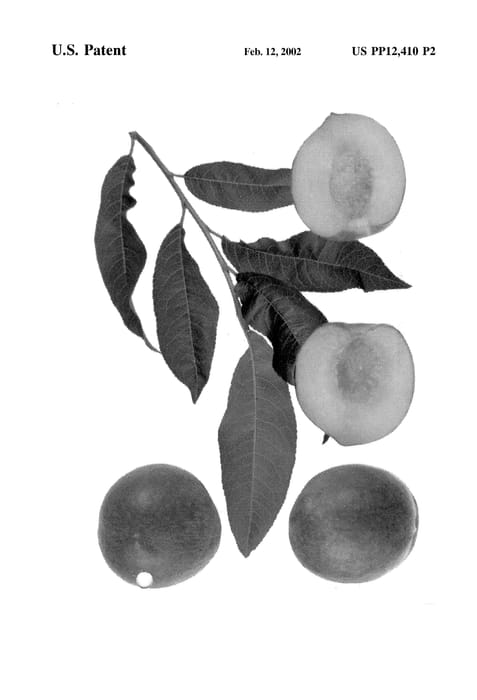 Figure 4 of US plant patent PP12410, the photograph of May Sweet printed in the patent.