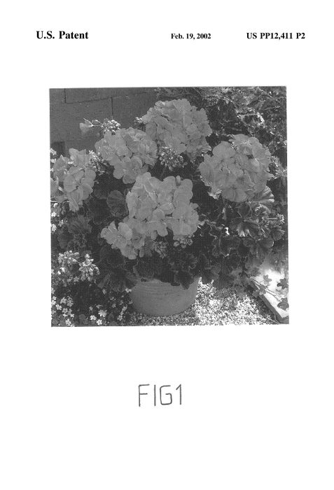 Figure 3 of US plant patent PP12411, the photograph of Clips Rose printed in the patent.