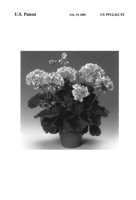 Figure 3 of US plant patent PP12412, the photograph of PACPAL printed in the patent.