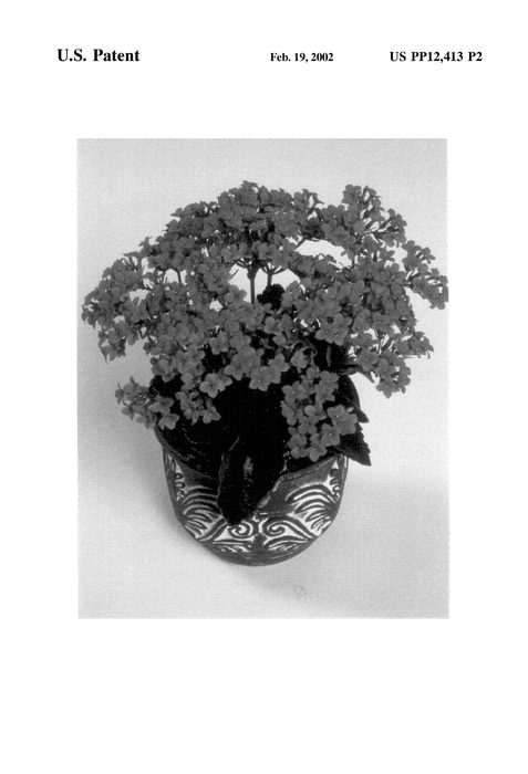 Figure 3 of US plant patent PP12413, the photograph of Forever Maxi Orchid printed in the patent.