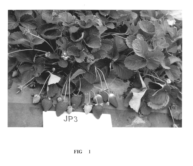 Figure 1 of US plant patent PP12414, the photograph of Treasure printed in the patent.